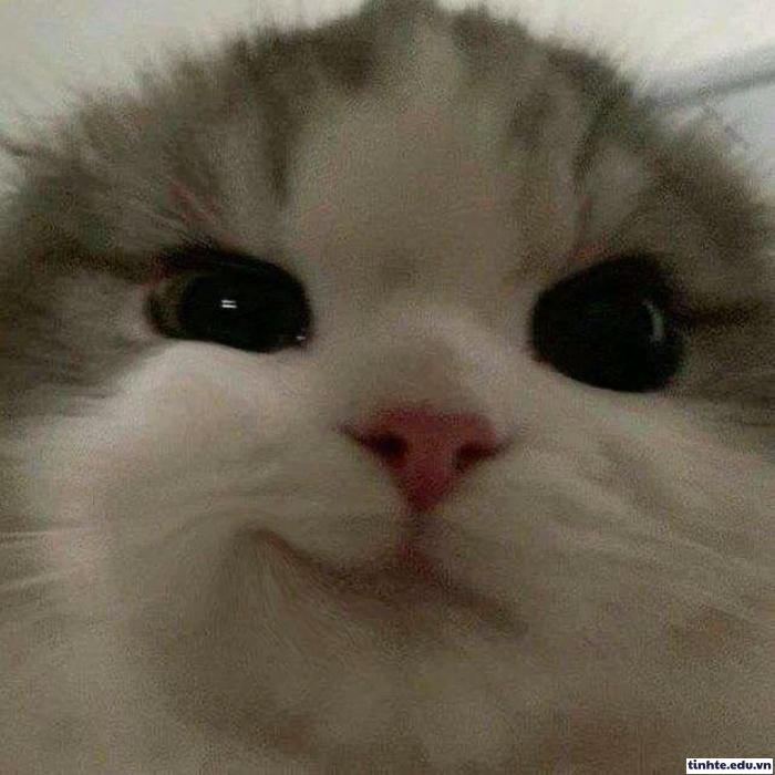 Meme ánh mắt khinh thường