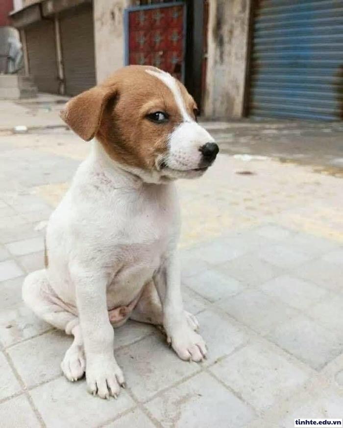 Meme khinh người biểu cảm sắc nét