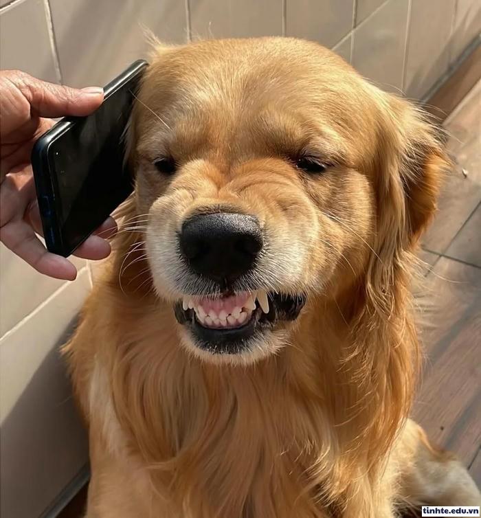 Meme khinh người hài hước