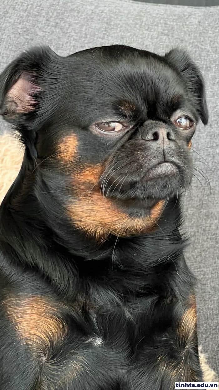 Meme khinh người hài nhẹ