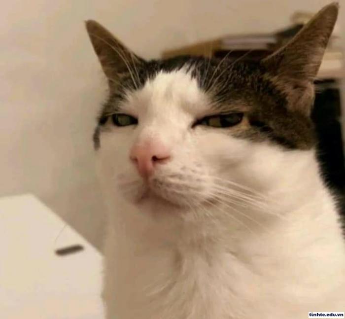 Meme khinh người ngầu