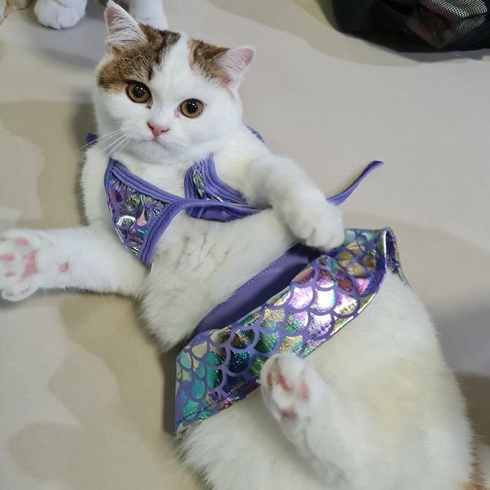 Meme không biểu cảm