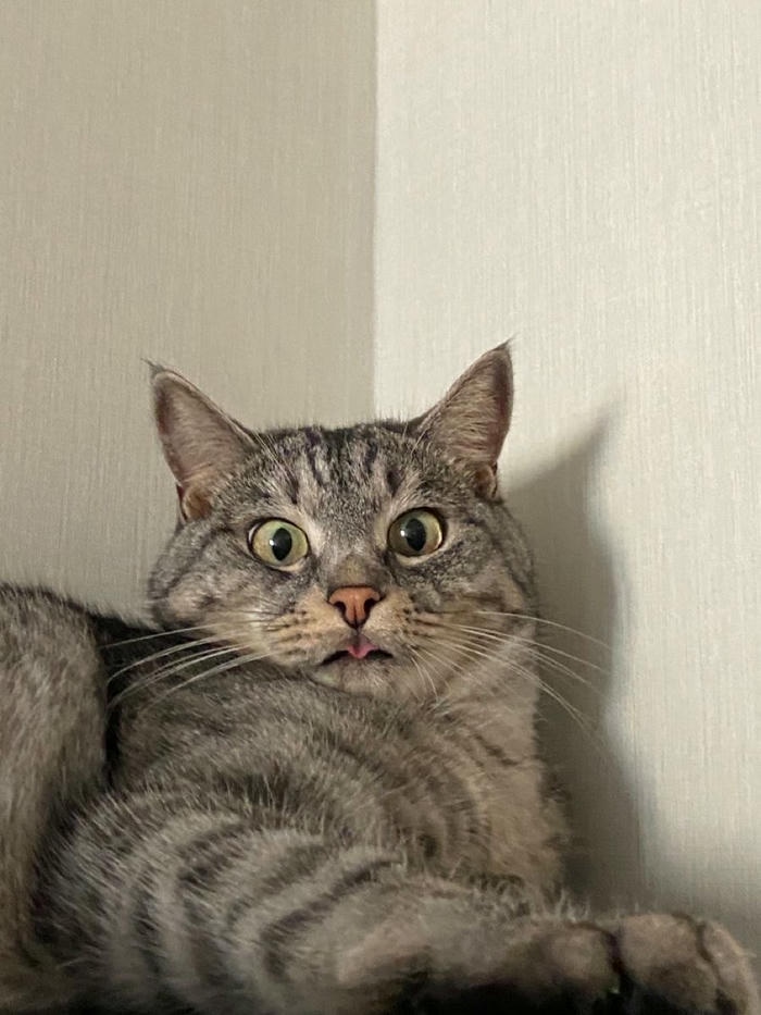 Meme vô tri cực nổi tiếng hài hước