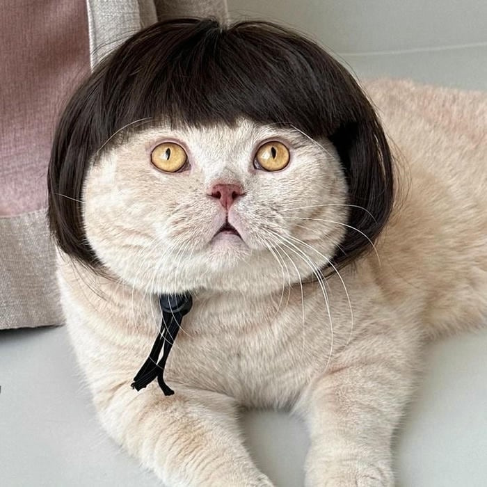 Meme vô tri cực nổi tiếng nghộ nghĩnh