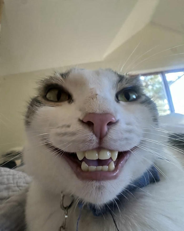 Meme vô tri cực nổi tiếng