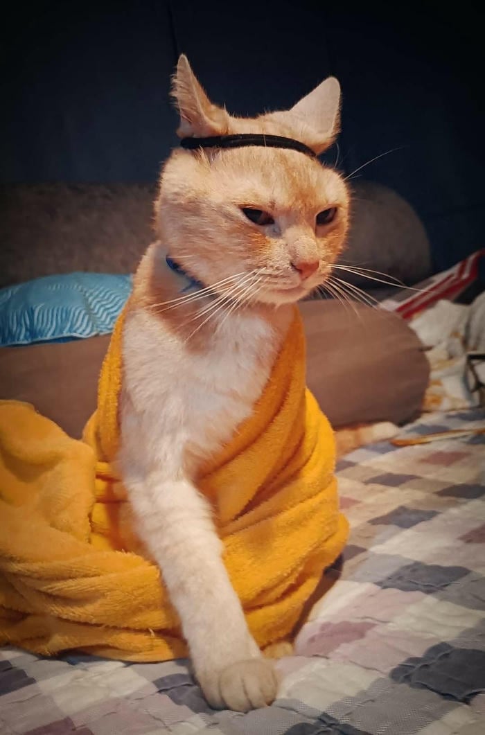 Meme vô tri dễ thương nghộ nghĩnh