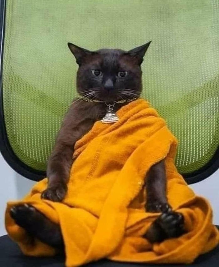 Meme vô tri dễ thương vui vẻ