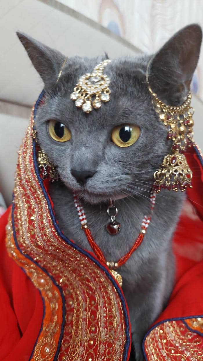 Meme vô tri dễ thương