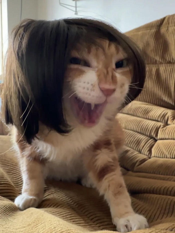 Meme vô tri gây cười