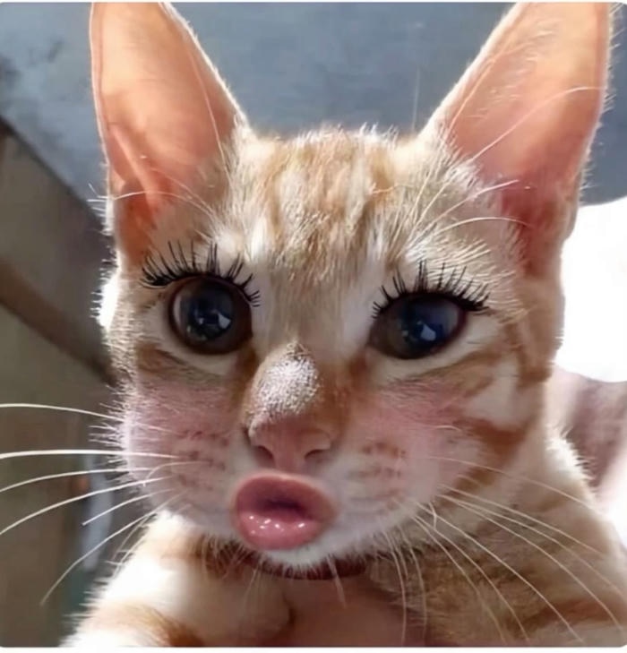 Meme vô tri lan truyền mạnh hài hước