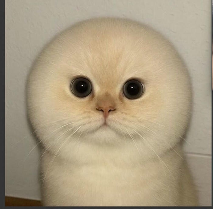 Meme vô tri phản ứng nhẹ