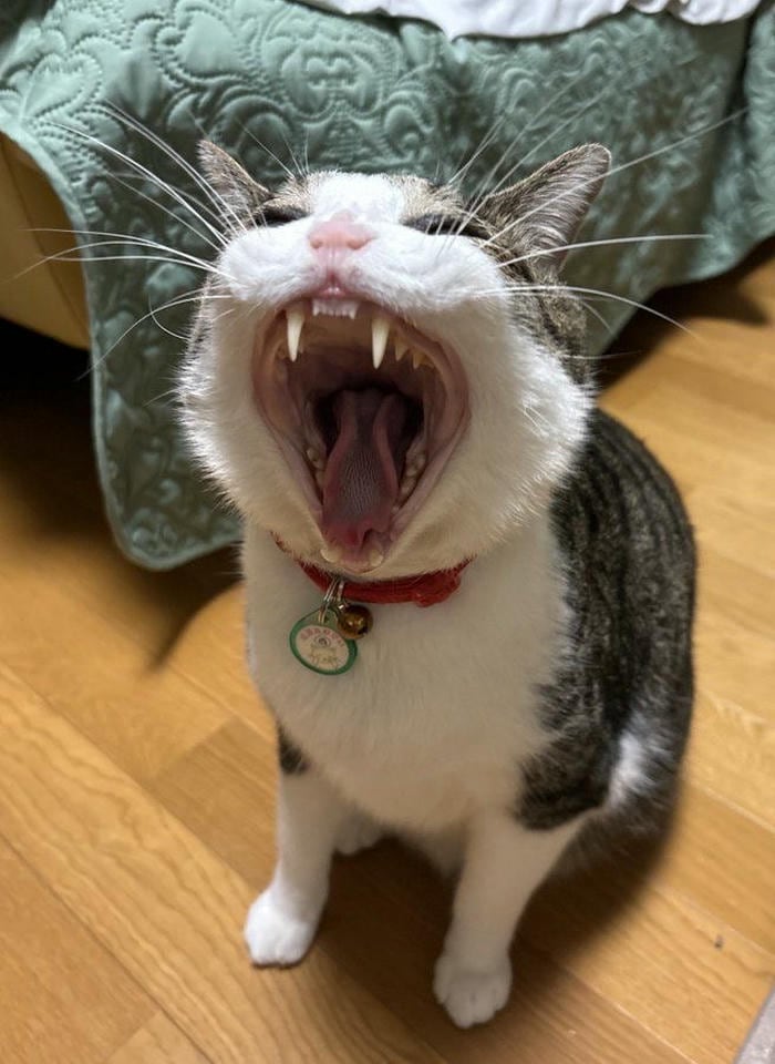 Meme vô tri phổ biến đáng yêu