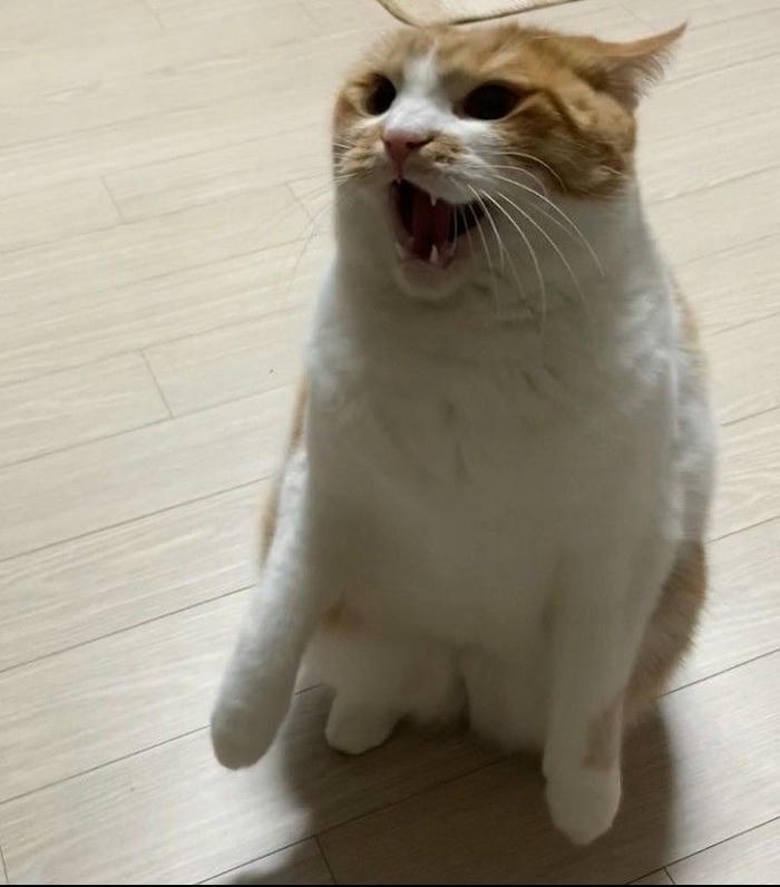 Meme vô tri phổ biến nghộ nghĩnh