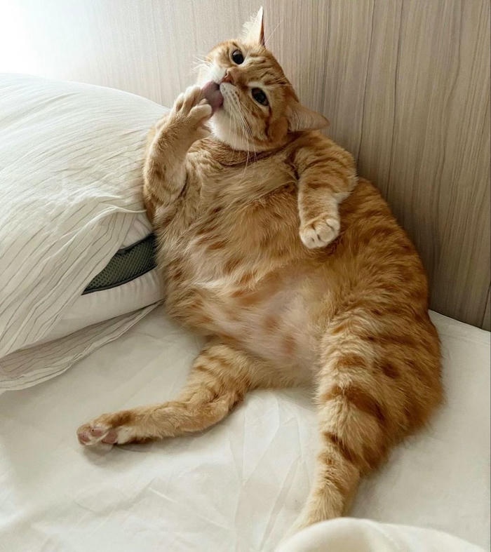 Meme vô tri phổ biến vui vẻ