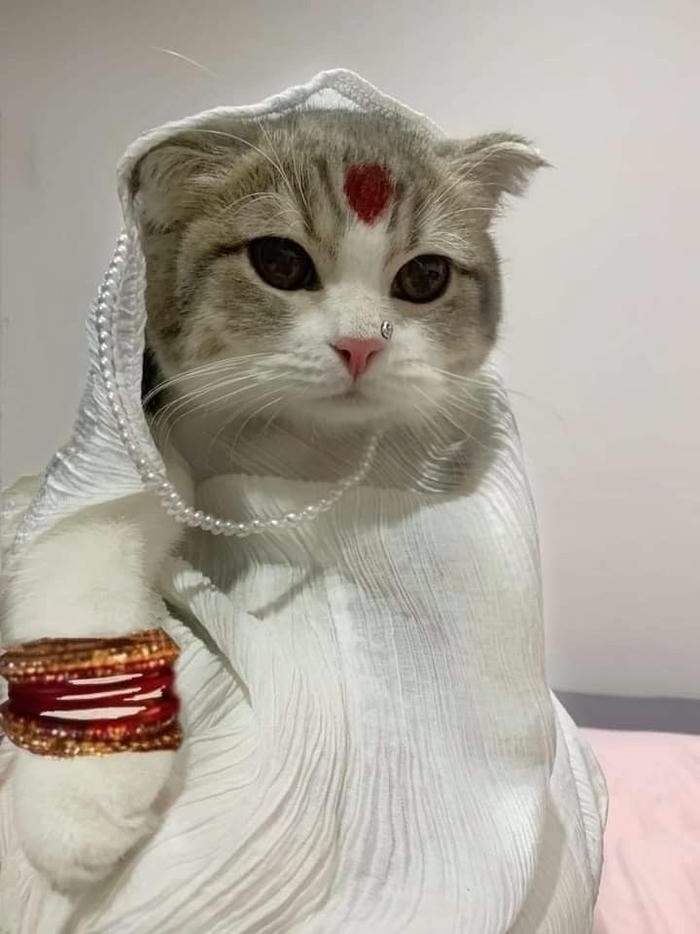 Meme vô tri phổ biến