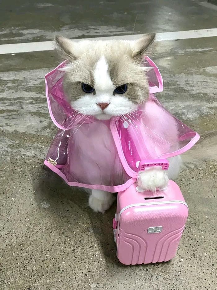 Meme vô tri vui nhộn đáng yêu