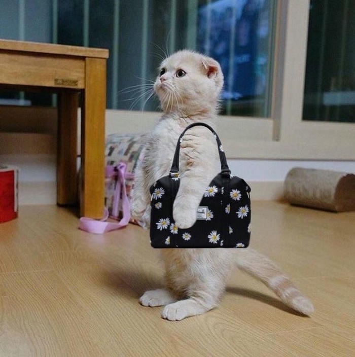 Meme vô tri vui nhộn