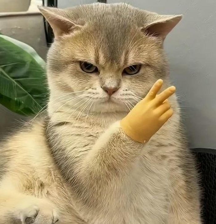 Meme vô tri – đáng yêu