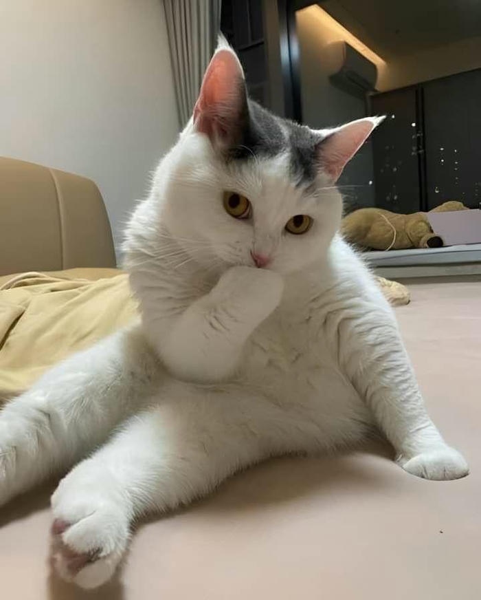 Meme vô tri – hài hước