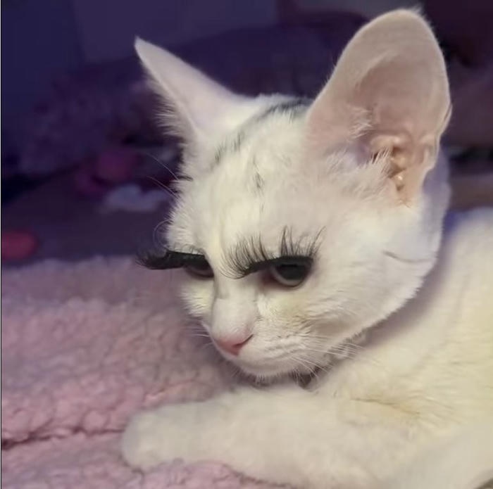 Meme vô tri – hài kiểu lạnh