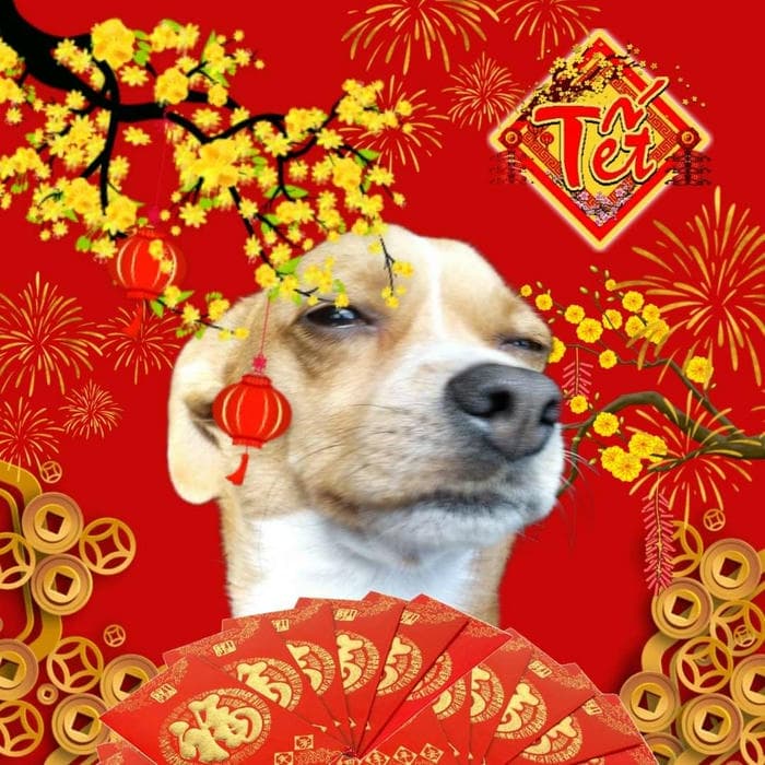 Ảnh meme tết mới nhất