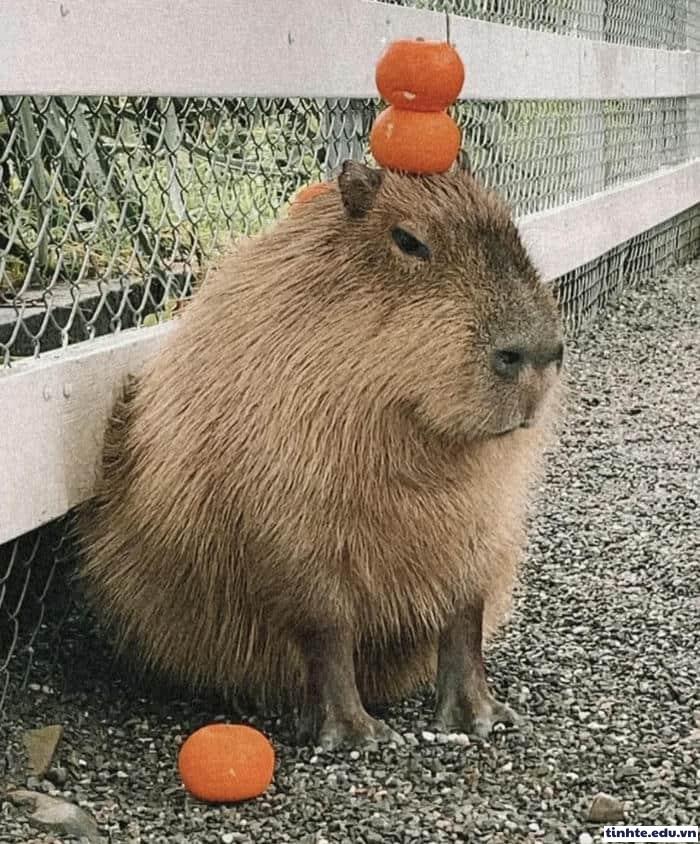 Meme Capybara chill vibe