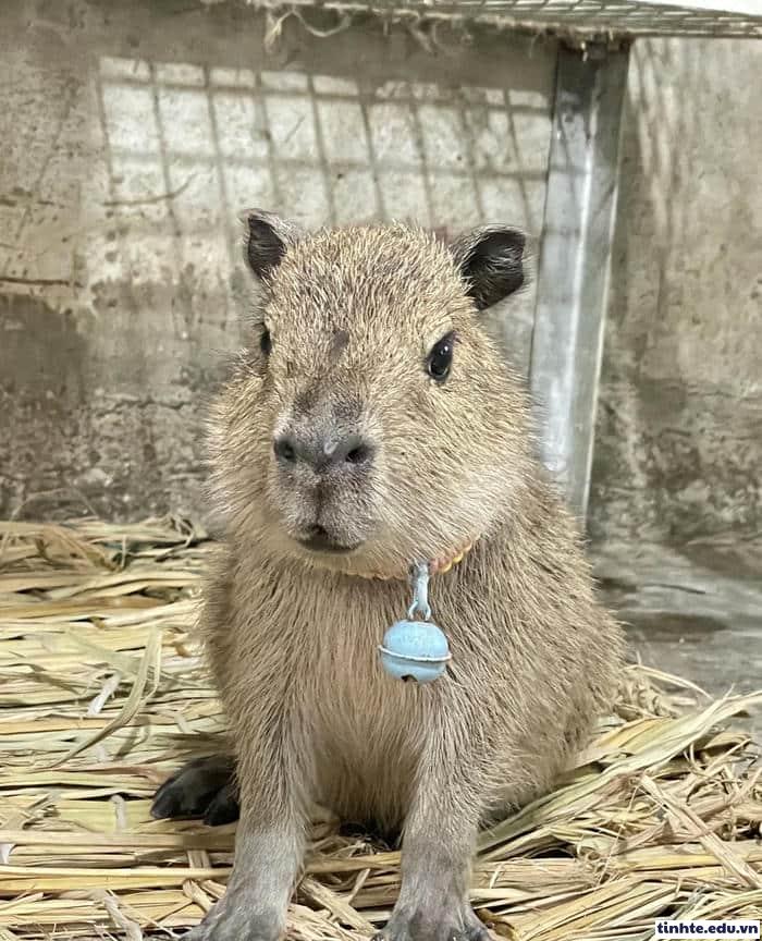 Meme Capybara cực vui
