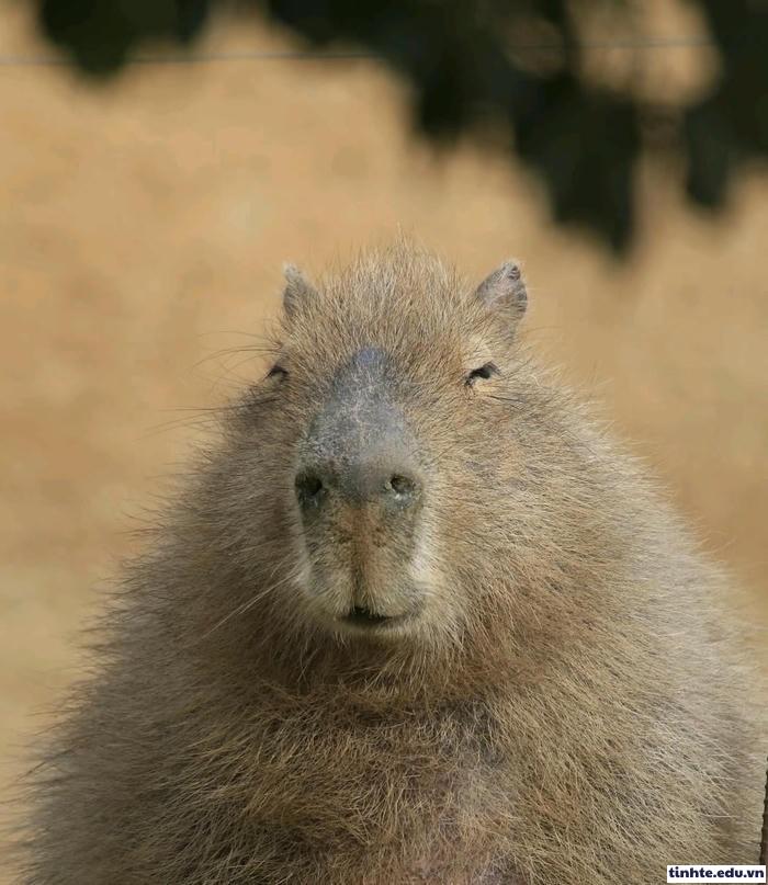 Meme Capybara độc lạ