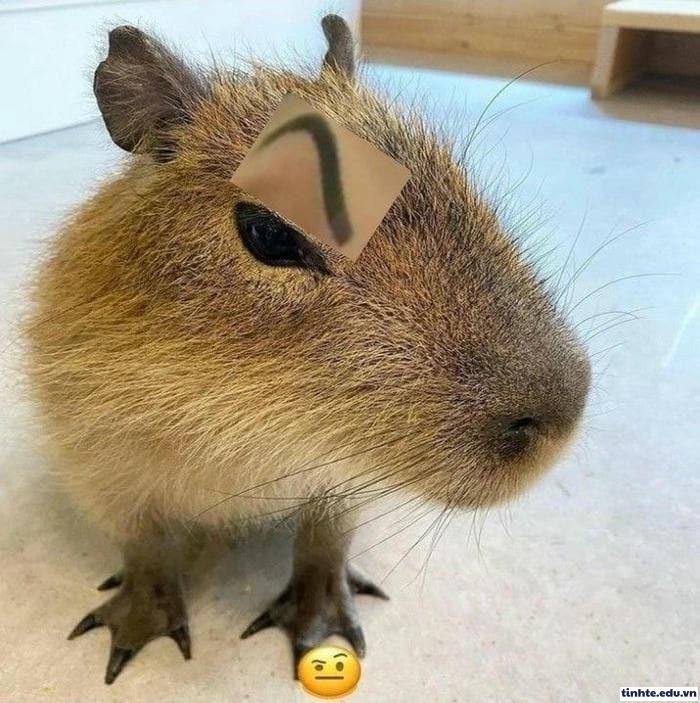 Meme Capybara gây cười