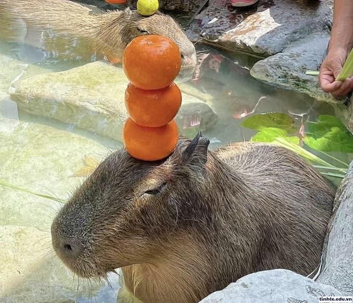 Meme Capybara gây nghiện