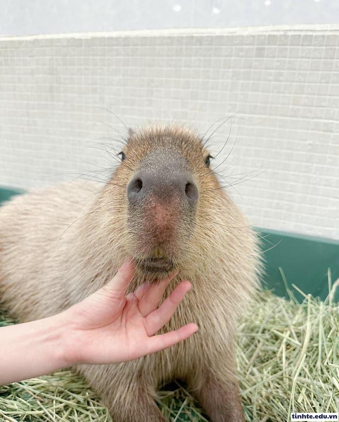 Meme Capybara lan truyền nhanh