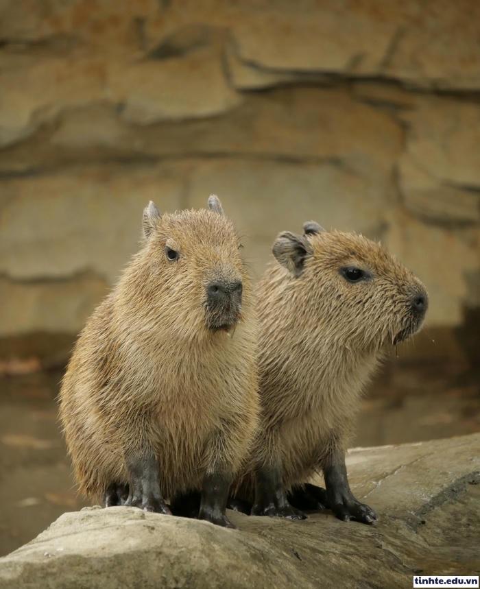 Meme Capybara lười biếng
