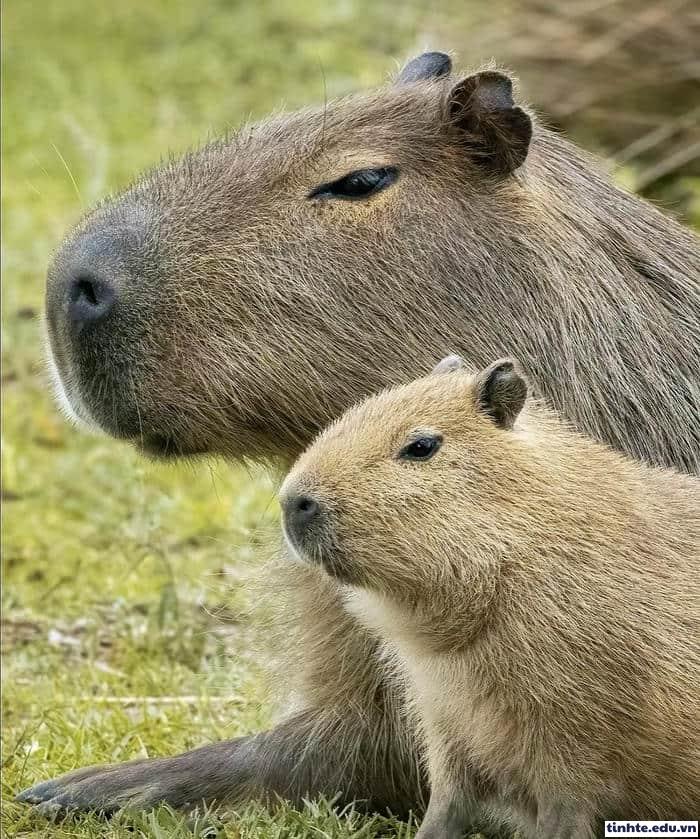 Meme Capybara ngộ nghĩnh