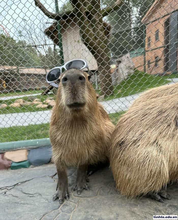 Meme Capybara ngồi yên