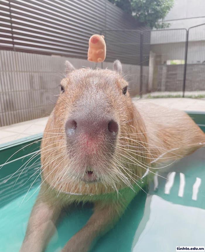 Meme Capybara phản ứng nhẹ