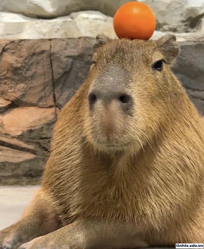 Meme Capybara