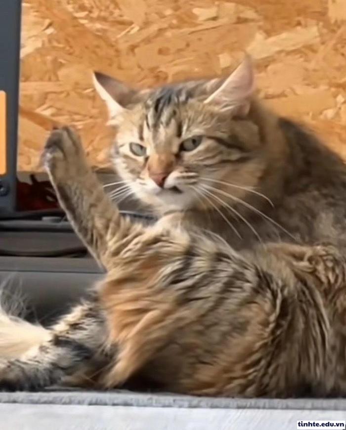 Meme giận dỗi biểu cảm dễ mến