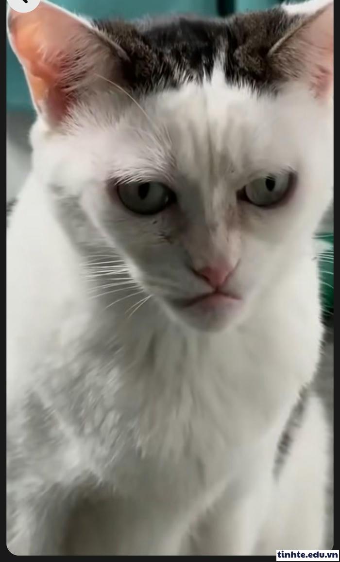 Meme giận dỗi cực hài