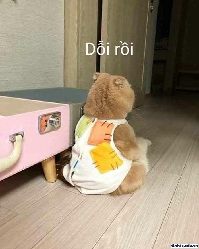 Meme giận dỗi đáng yêu hết nấc