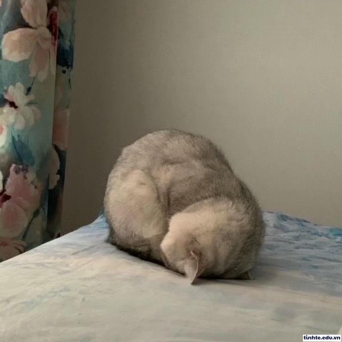 Meme giận dỗi lan truyền nhanh