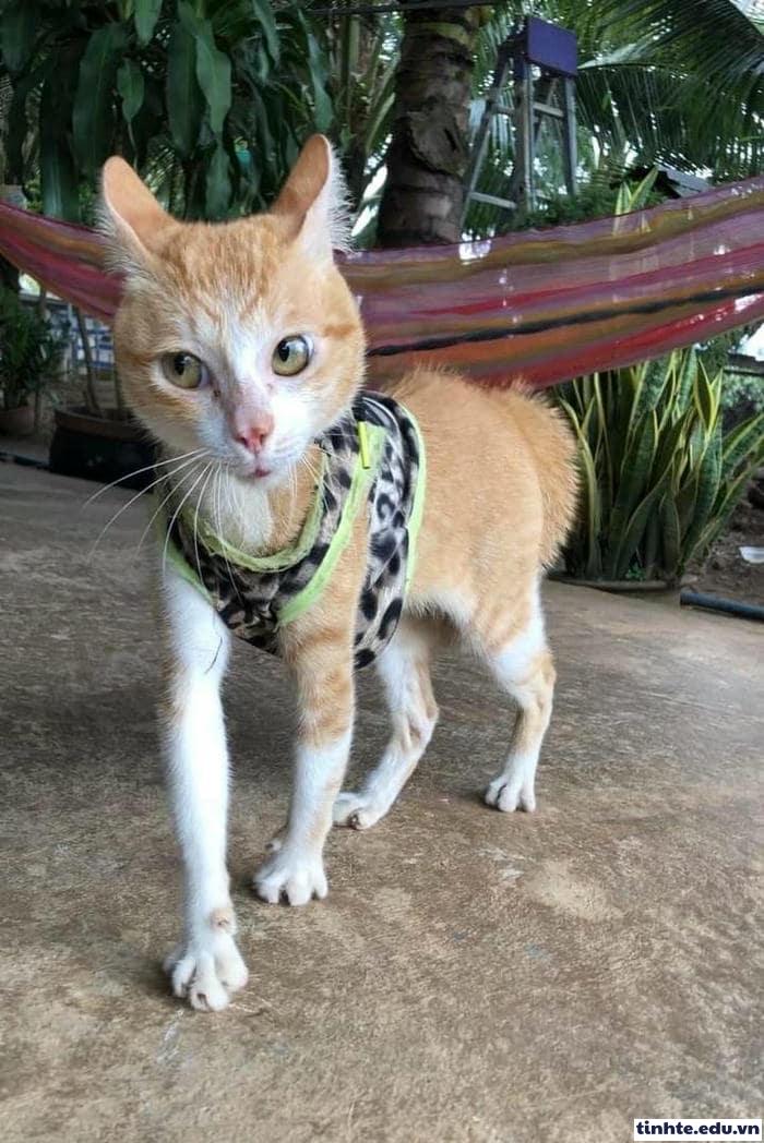 Meme giận dỗi lan truyền