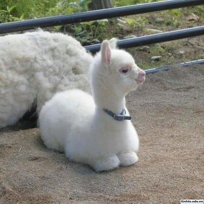 Meme giận dỗi meme hài