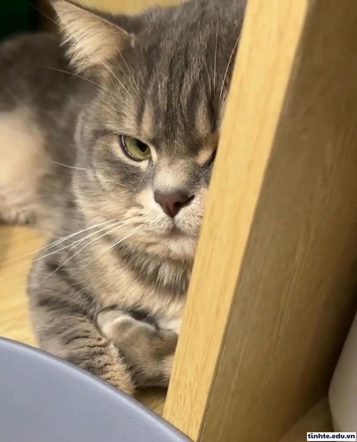 Meme giận dỗi ngầu