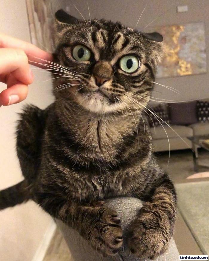 Meme giận dỗi phản ứng nhẹ