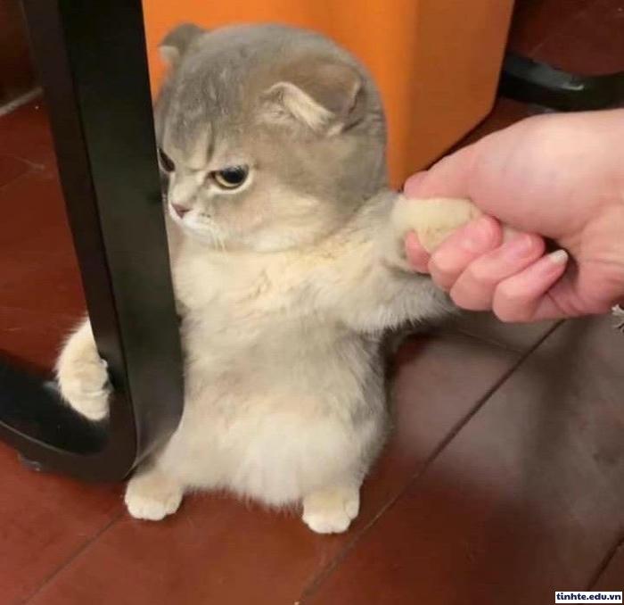 Meme giận dỗi phong cách