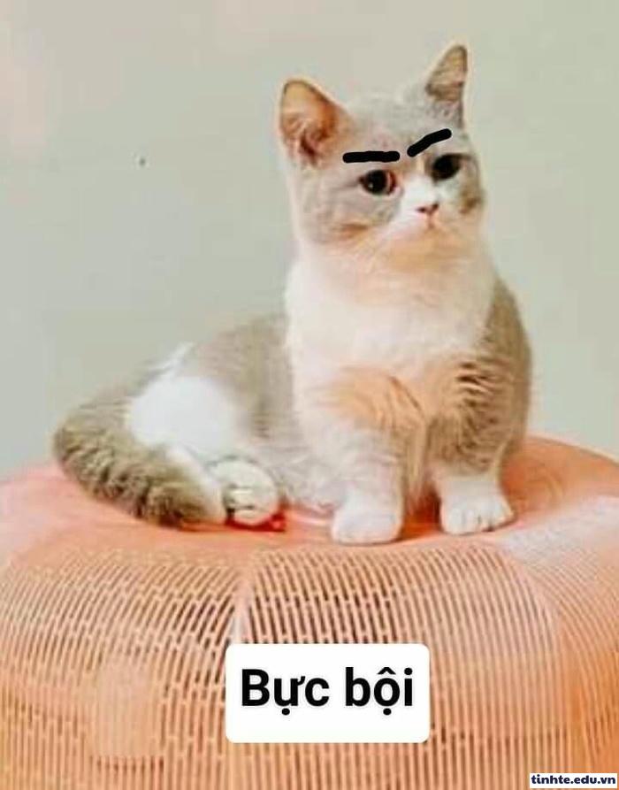 Meme giận dỗi vui tươi