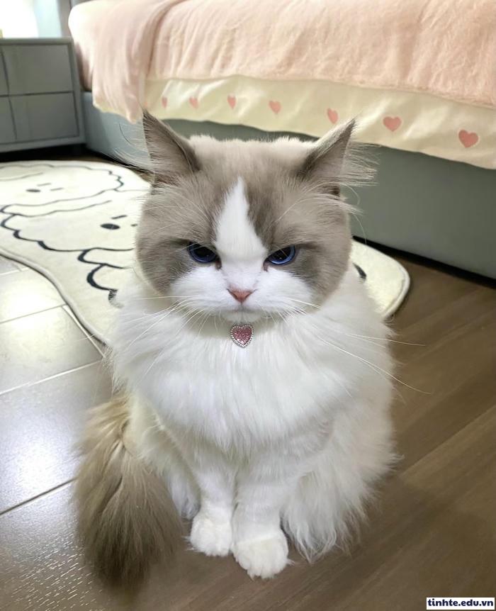 Meme giận dỗi yêu