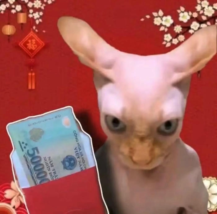 Meme mèo tết hài