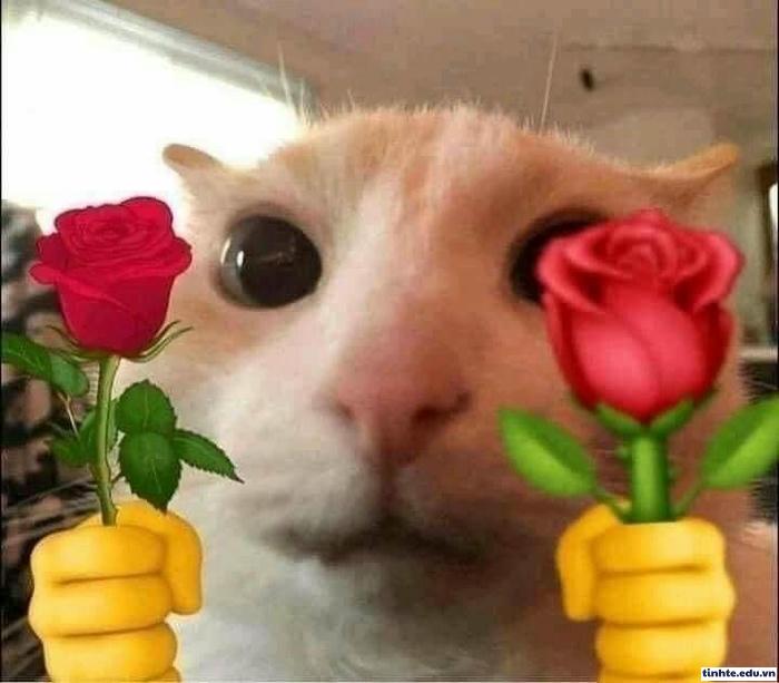 Meme tình yêu ngộ nghĩnh