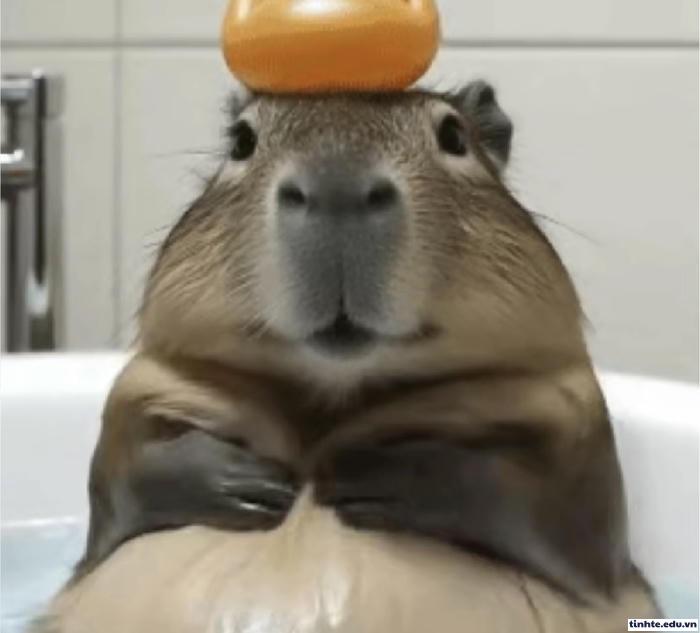 ảnh Capybara